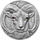 500 Tögrög (Argali Ovis Ammon)
