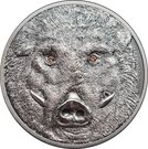500 Tögrög (Wild Boar – Sus scrofa)