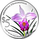 5 Dollars (Arundina Graminifolia)