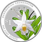 1 Dollar (Dendrobium Crumenatum)