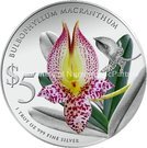 5 Dollars (Bulbophyllum Macaranthum)