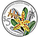 5 Dollars (Phalaenopsis Cornu-Cervi)