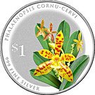 1 Dollar (Phalaenopsis Cornu-Cervi)