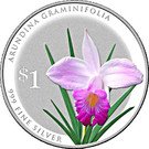 1 Dollar (Arundina Graminifolia)