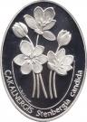 7 500 000 Lira (Stenbergia candida)