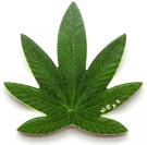 100 Francs CFA (Cannabis Sativa)